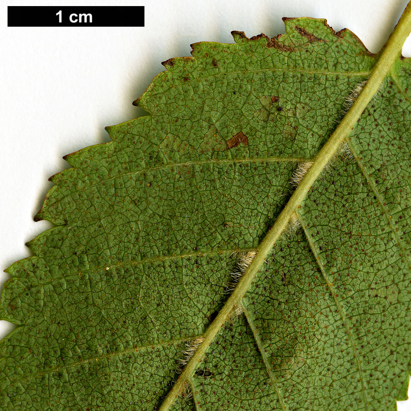 High resolution image: Family: Betulaceae - Genus: Betula - Taxon: utilis - SpeciesSub: subsp. albosinensis